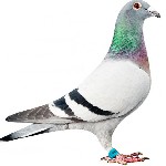 duif