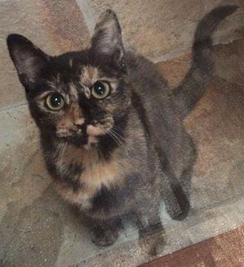 Kat vermist