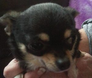 hond